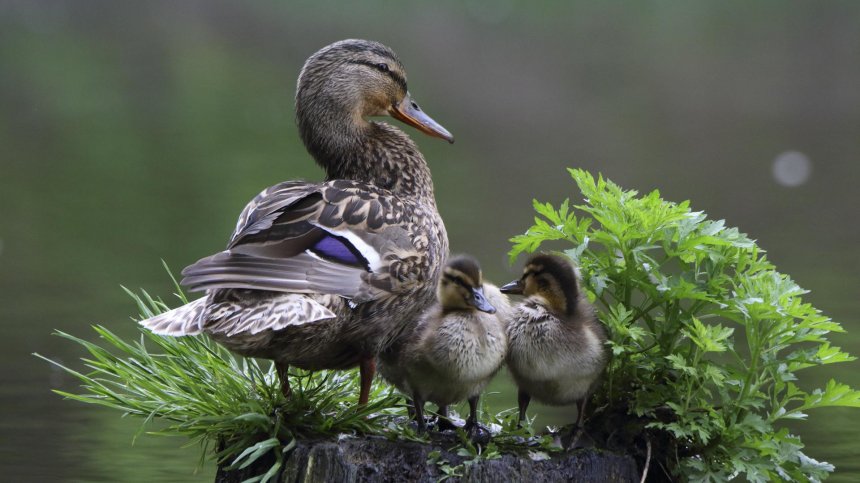 Утренний отдых -  