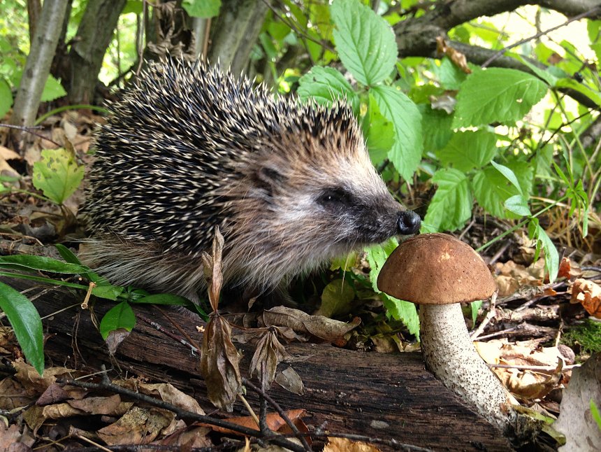 Удивительная встреча в лесу - Борискова Вера