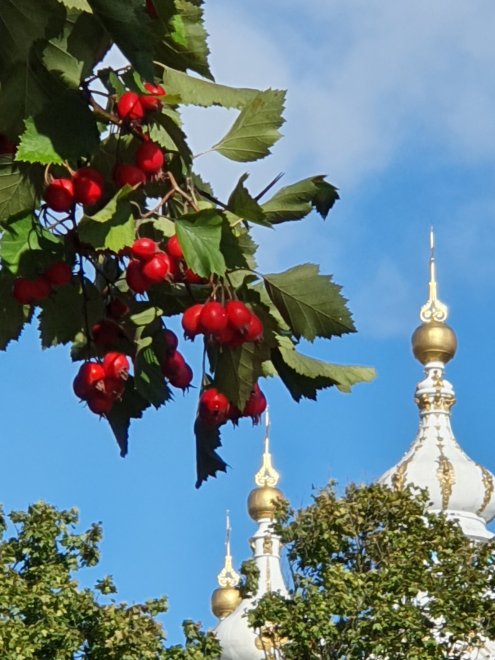 Романтика ранней осени в саду-партере Смольного - Ольга (1/6)