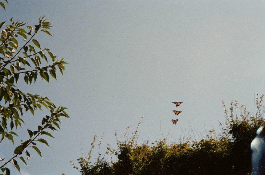 Танец бабочек / Butterfly dance -  