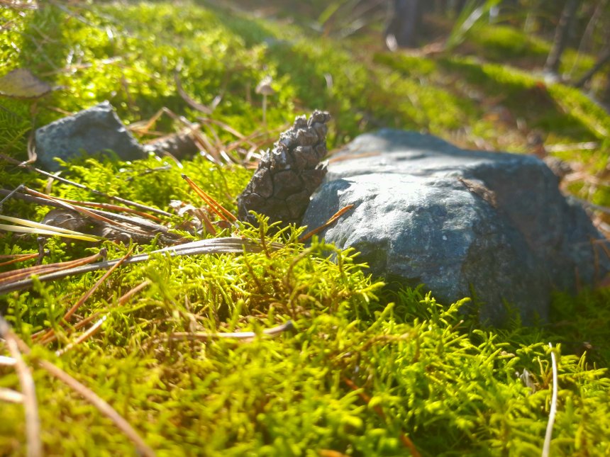 Неразлучные друзья - Ярослав