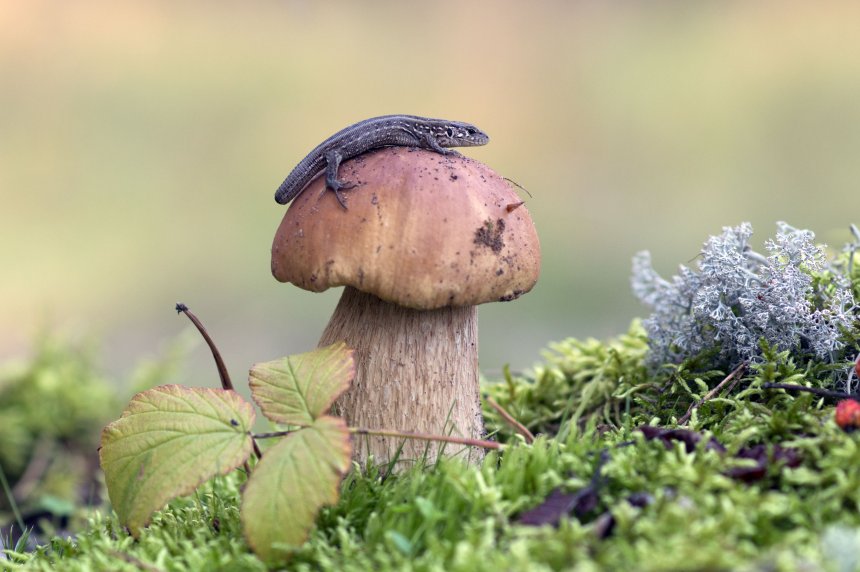 Дракоша - Alessandro