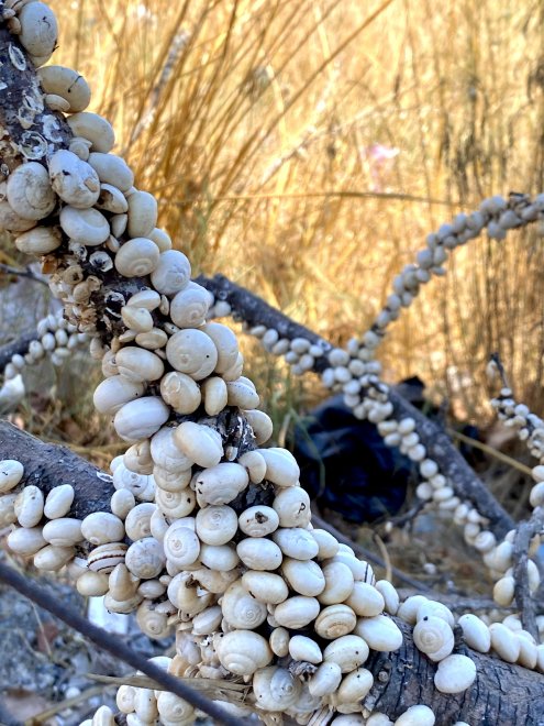 Безмолвная обитель - Агата