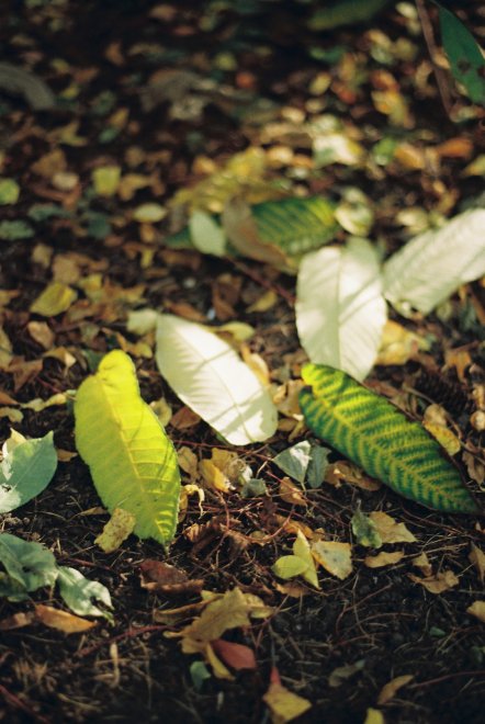 Листопад - Сергей