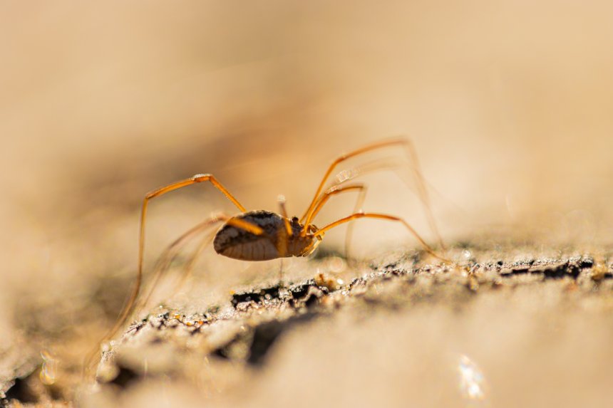 Косиножка бежит по своим делам -  