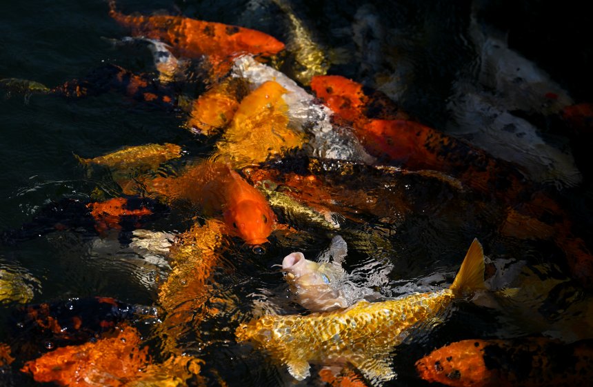 Арткарп 2 - Антон