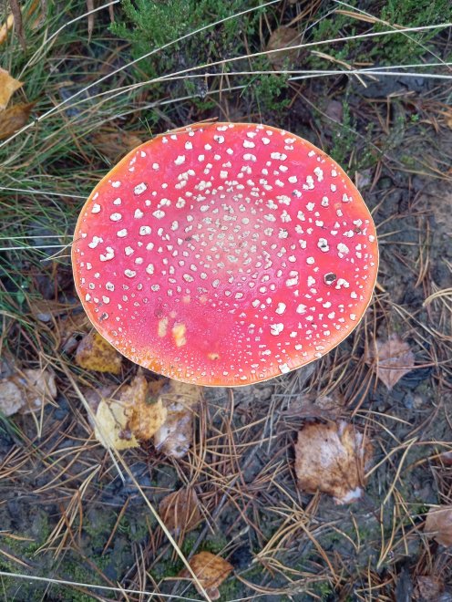 Вселенная Мухомора - Юлия