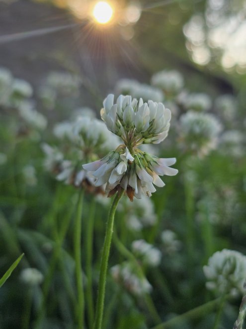 Клевер - Надежда Рудакова