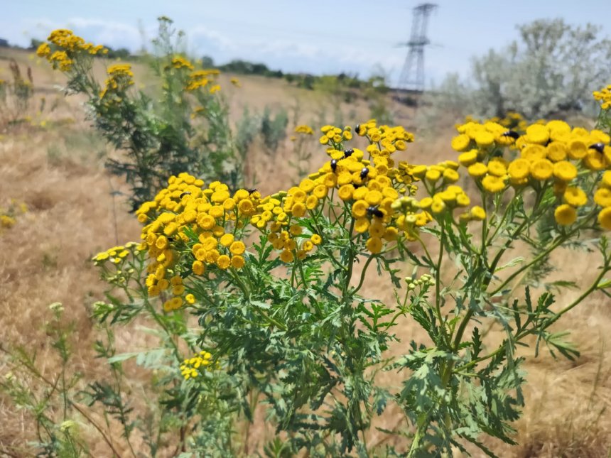 В гостях у цветка -  