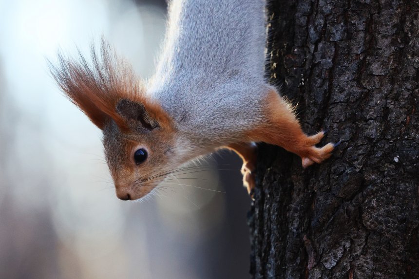 Белка на дереве - Сергей