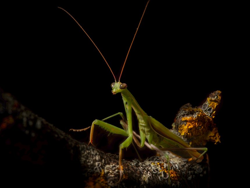 Охотник - Александр