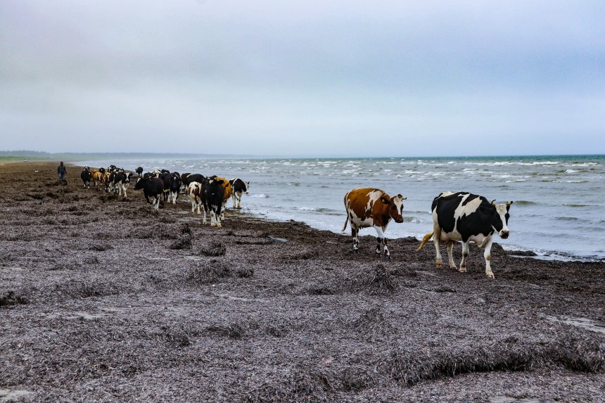 Море и тёлки. Sea and cows -  