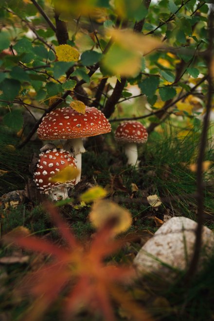 Грань между красотой и опасностью. - Наталья