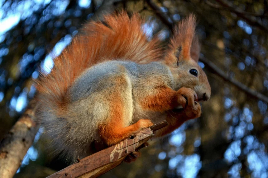 Белка - Анастасия Коновалова