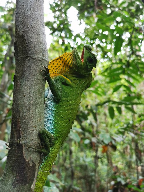 Sinharaja chameleon. Sri Lanka Хамелеон из национального парка 