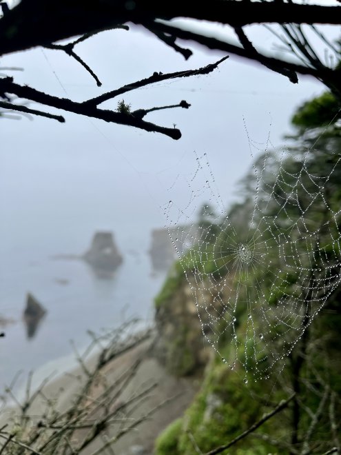 Паутина-хрупкий узор природы - Антон Осенний - Антон