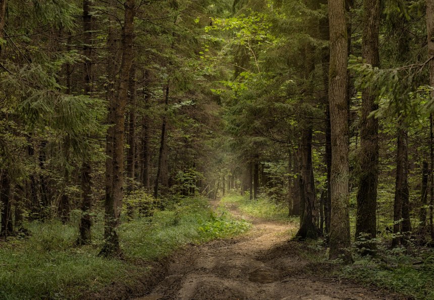 лесное  царство - никита