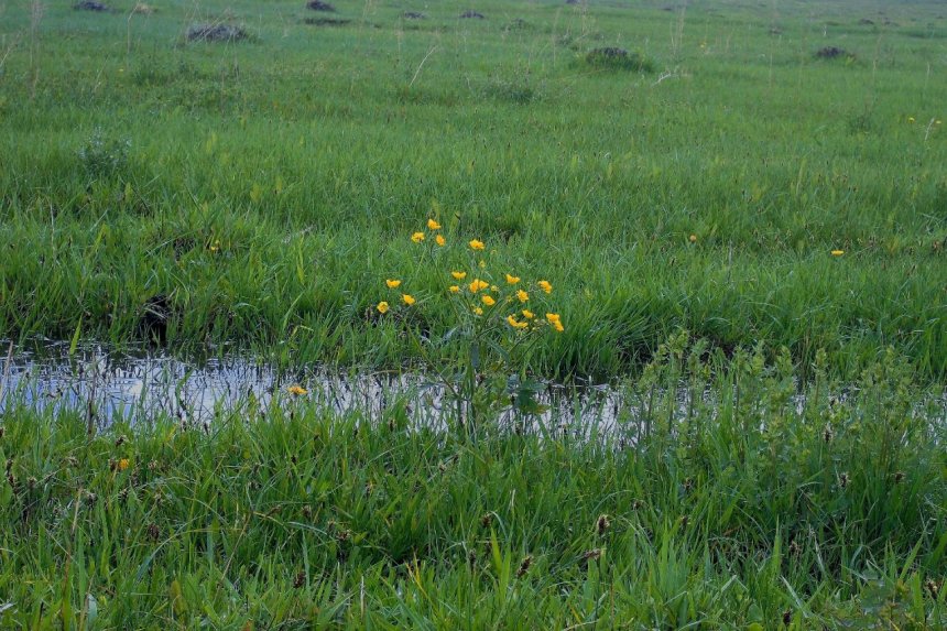Лютик цесаревича - Надежда Знайдюк