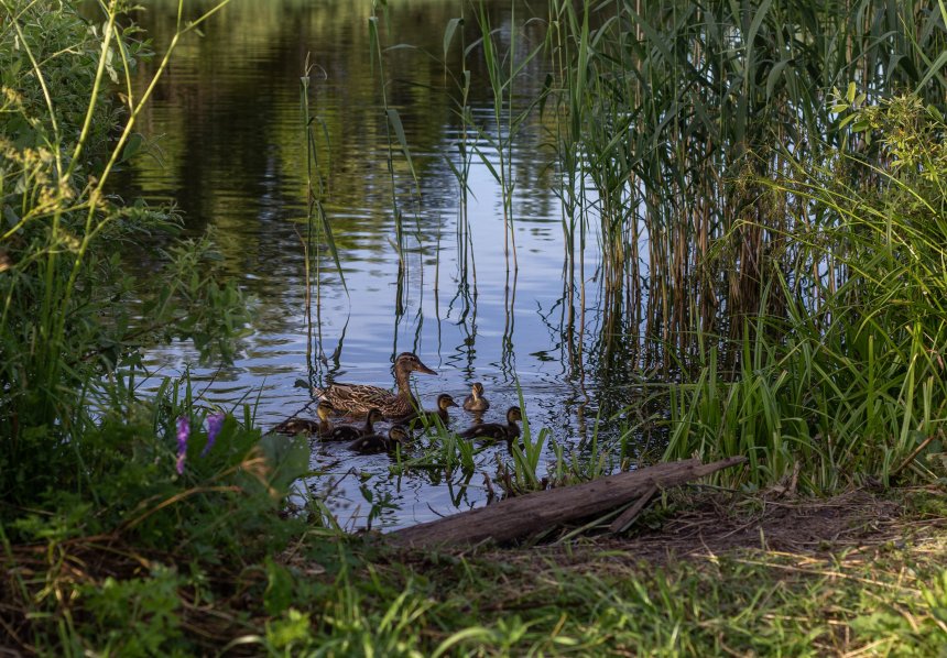 Прогулка утят - Ольга