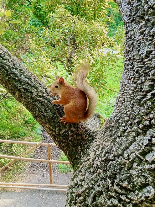 Белочка на веточке - Василиса