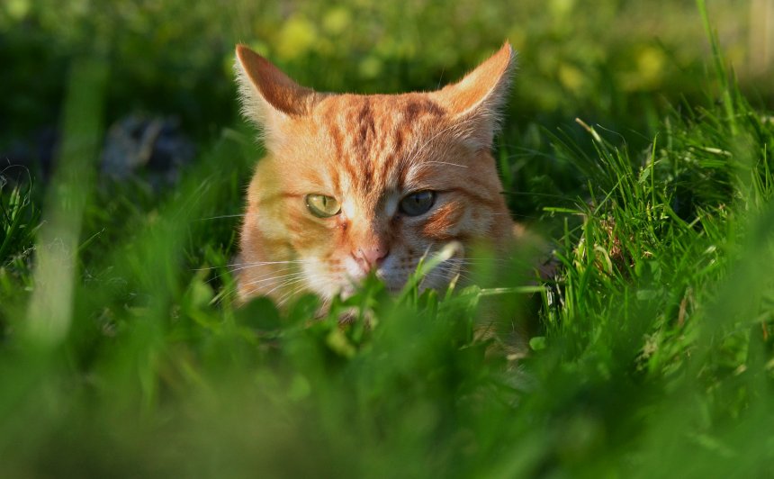 Ручной хищник на охоте - Степанова Варвара