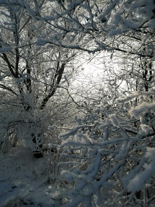 Морозное утро -  