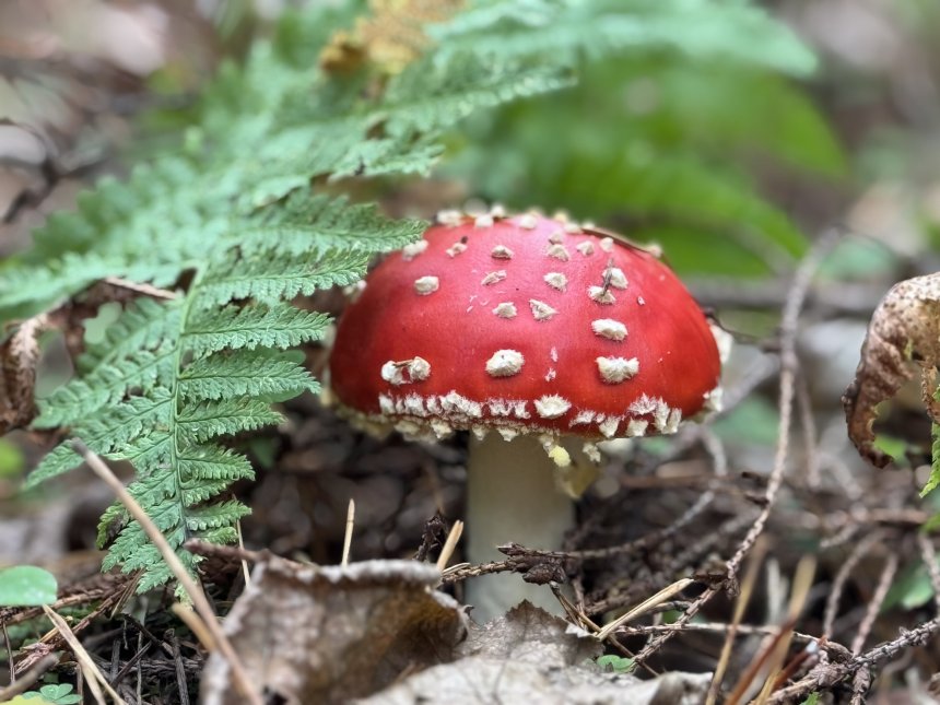 Мухомор и папоротник - Анна