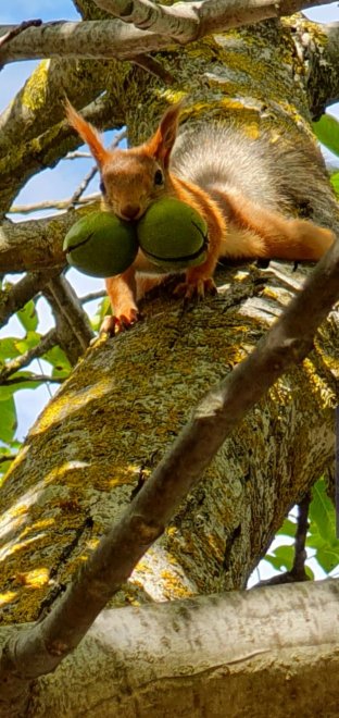 Белка с орехами - Ваган
