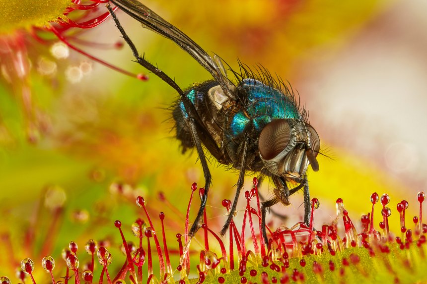 Смертельные объятия - Irina Petrova Adamatzky