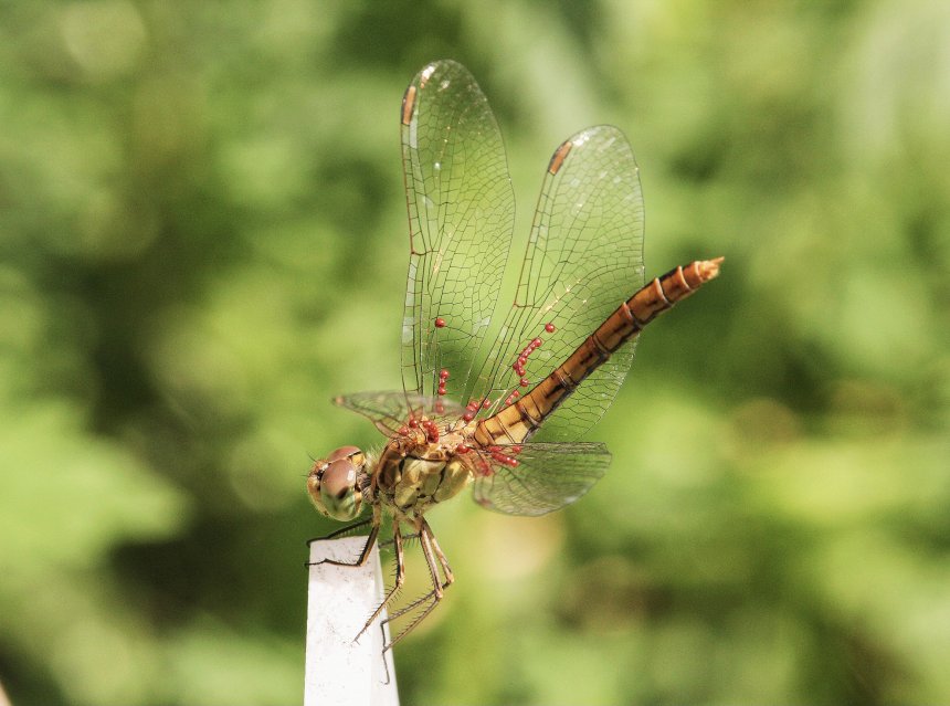 Красные бусины -  