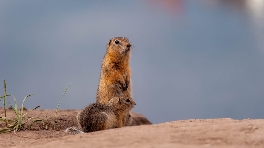 Мама и детеныш - Вадим
