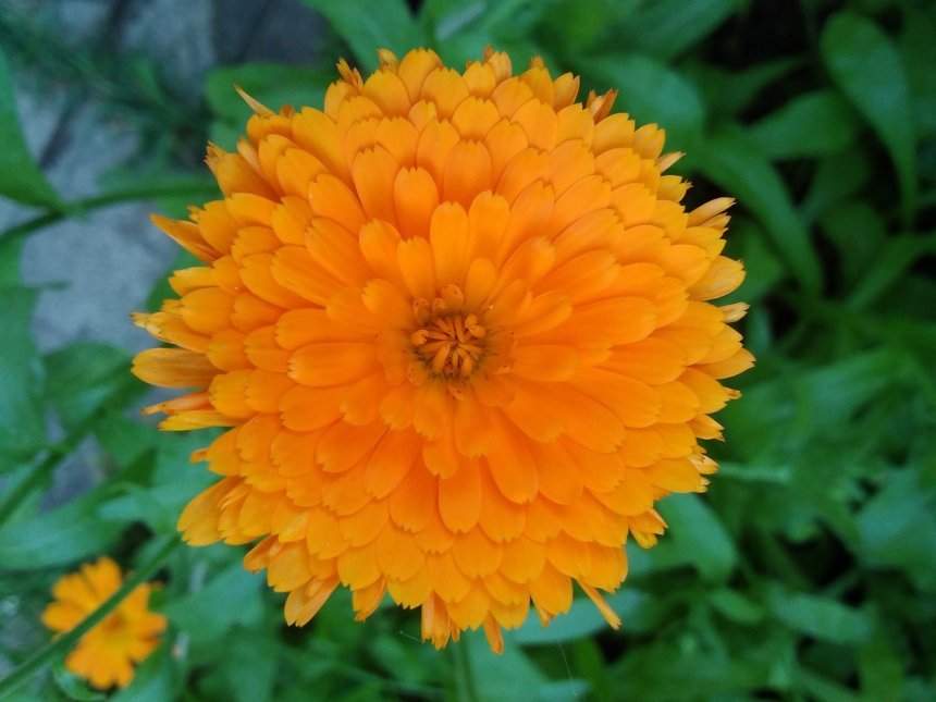 Оранжевый восторг - Катя Новожилова