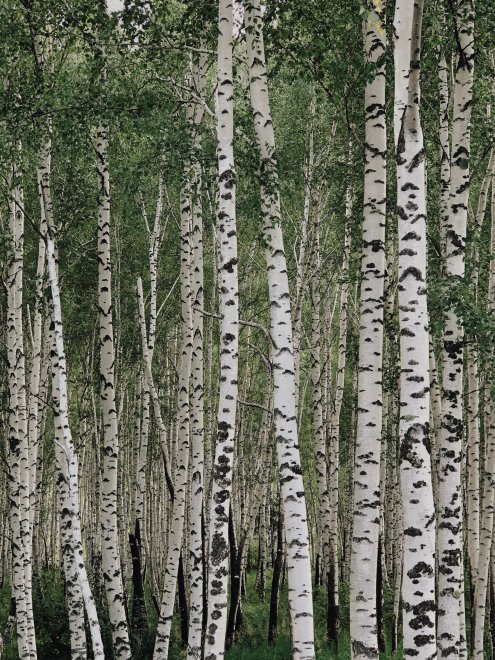 Березовый лес - Диана