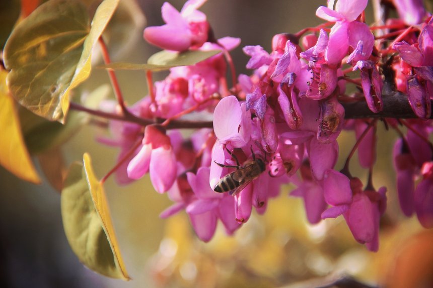 Утро медоносной пчелы - Дорофеева Виктория Александровна