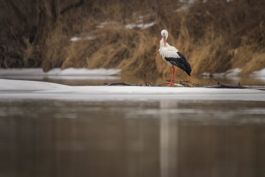 Не улетел - Александра