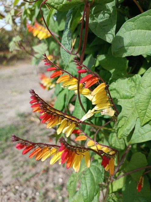 Красавица ипомея -  