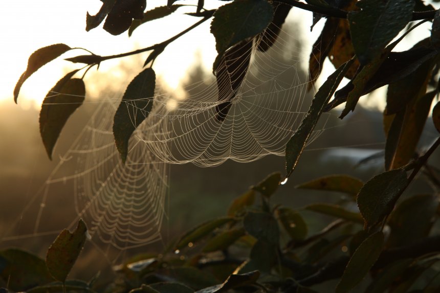 Осенние кружева -  