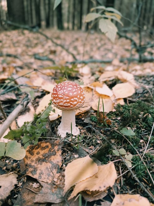 Ядовитая красота - Надежда Меньшикова