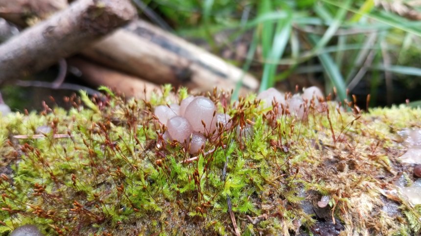 Тайны леса -  