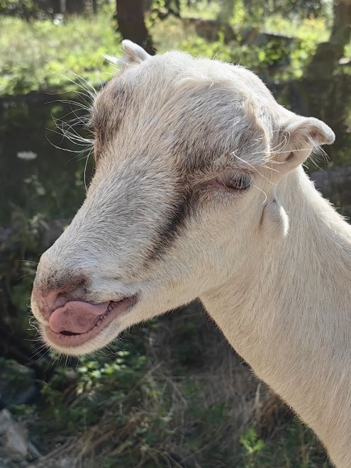 Щепотка летнего баловства - Елизавета