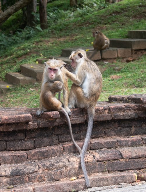 Семья обезьян -  