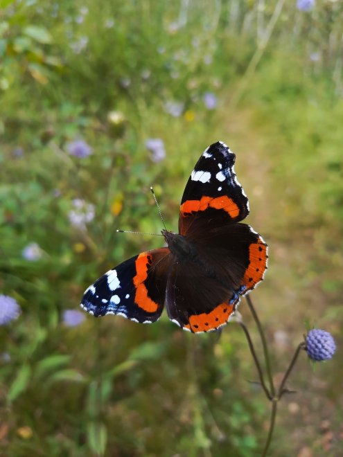 Бабочка - Наталья Селькина