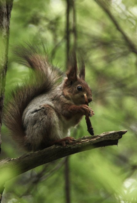 Московская белка -  