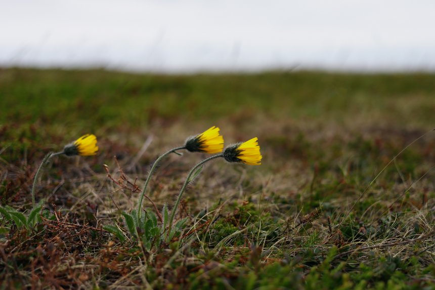 Ястребинка альпийская в Арктике - Наталья Акимова