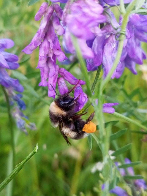 Сладкий сон - Александр