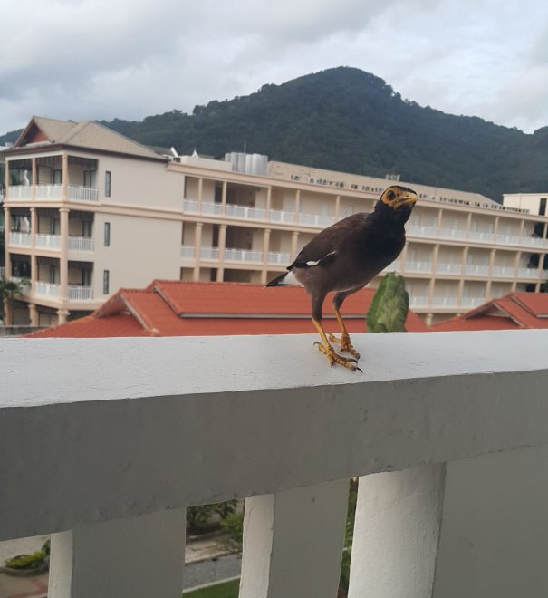 Тайландский друг. -  