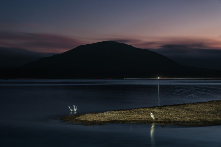 Цапли на берегу Тихого океана -  