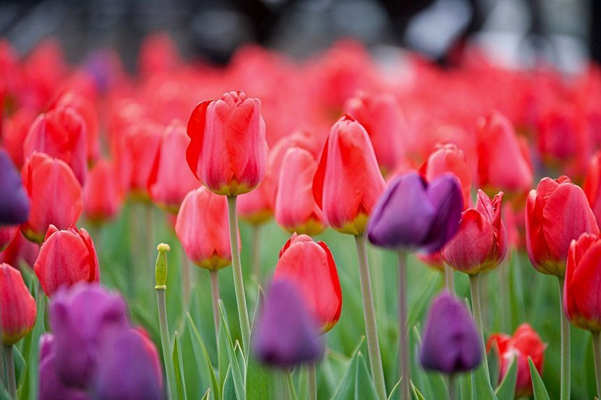 Воспоминания с лета - Степанова Варвара