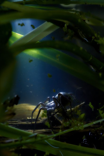 Застывшее движение - Елена