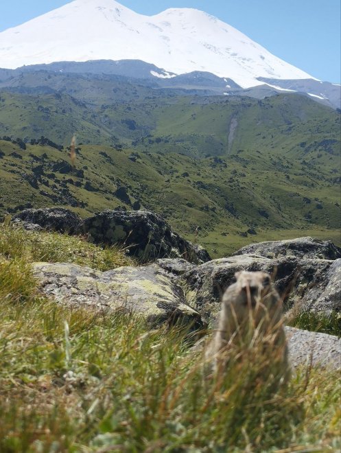 Суслики - Александра Харченко (1/3)